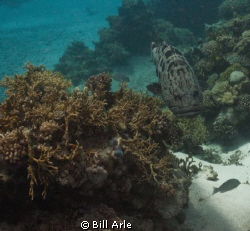 Potato cod (grouper) at the Cod Hole.  Canon G-10, Ikelit... by Bill Arle 
